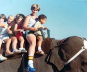 Elephant Safari in Himalayas