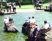 Elephant Safari in Kelala