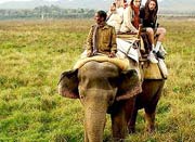 Elephant Safari in Sikkim