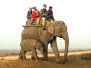 Elephant Safari