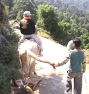 Horse Safari In Himalayas