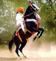 Horse Safari In Jaisalmer