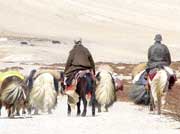 Trekking in Laddakh