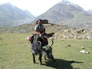 Yak Safari, Sikkim